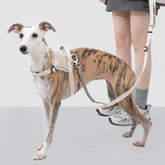 No-Pull Dog Harness & Shock-Absorbing Leash Set - Comfortable harness, shock-absorbing leash for controlled, safe walks.