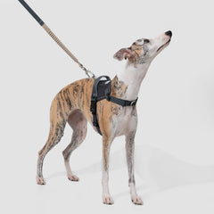 No-Pull Dog Harness & Shock-Absorbing Leash Set, gallery 3