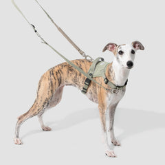 No-Pull Dog Harness & Shock-Absorbing Leash Set, gallery 2