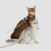 Two cats wearing adjustable H-style harnesses with matching leashes, one brown and one white