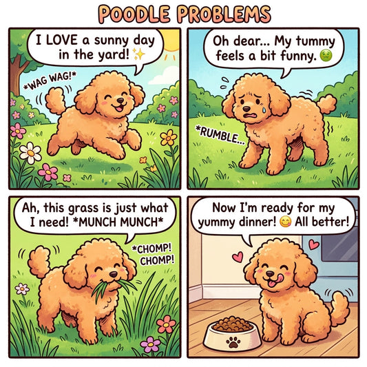 Why Does Your Poodle Eat Grass? Unraveling This Common Canine Behavior