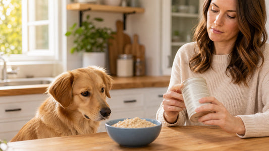 Dog looking at plain cooked oatmeal while its owner checks the ingredients