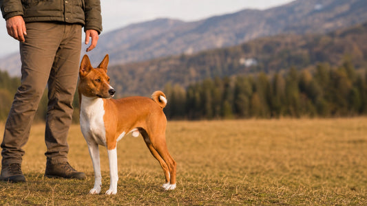 Adult red and white Basenji standing calmly with its owner in a secure fenced park