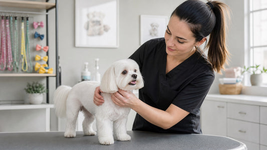Small white dog with its natural coat receiving a gentle skin and coat check from a professional groomer
