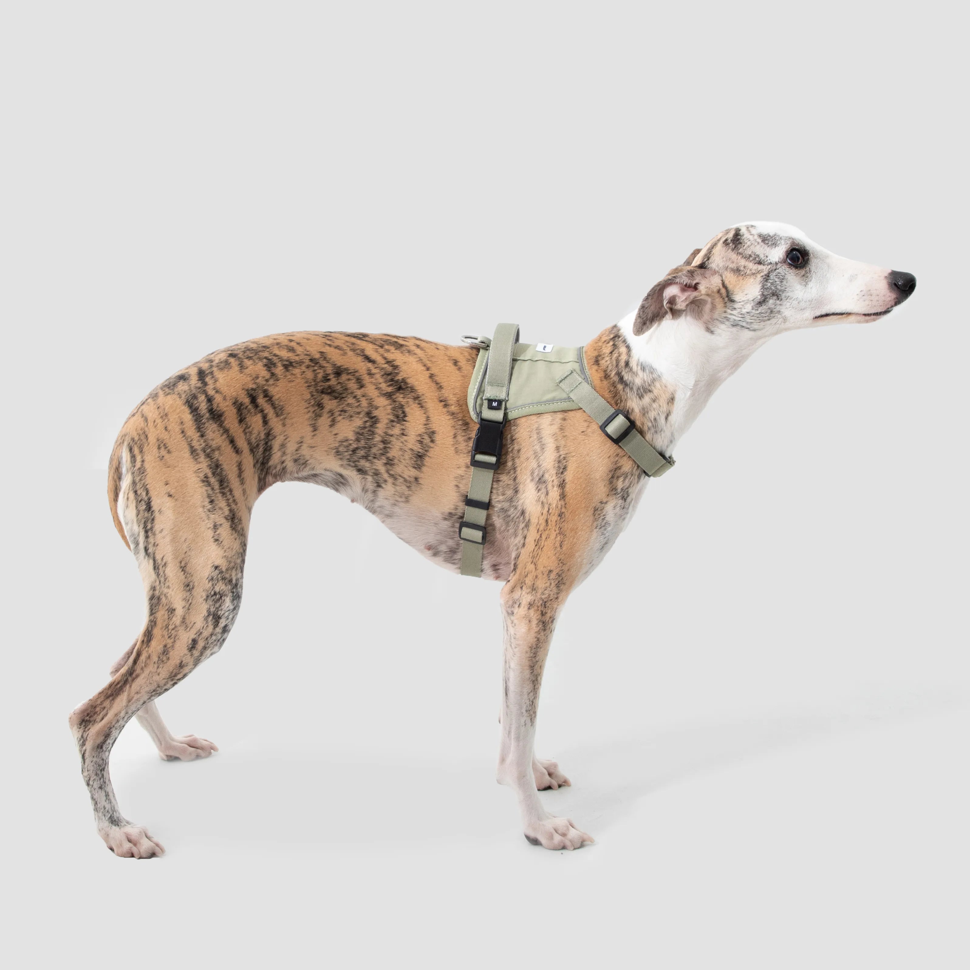 No-Pull Dog Harness & Shock-Absorbing Leash Set, gallery 6