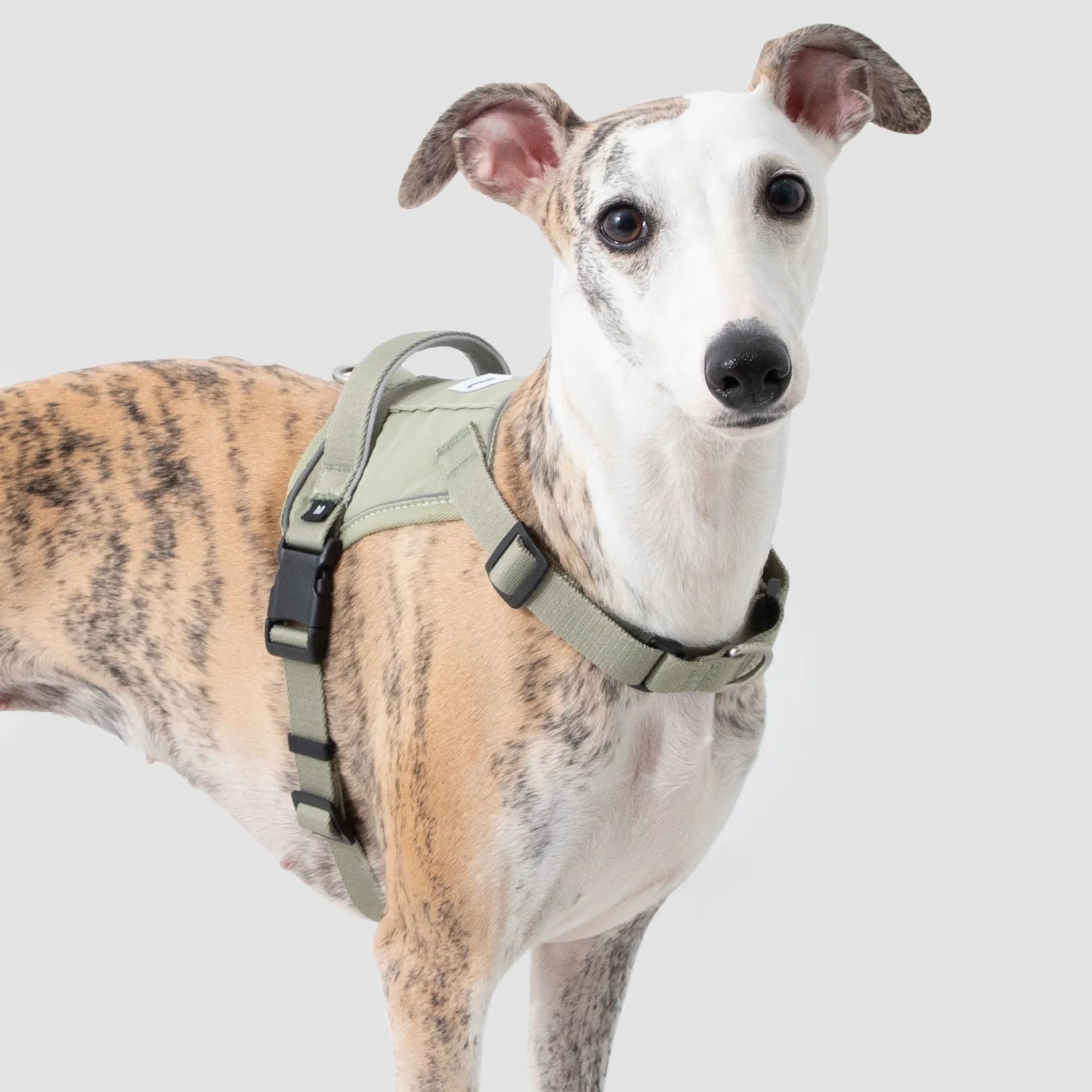 No-Pull Dog Harness & Shock-Absorbing Leash Set, gallery 7