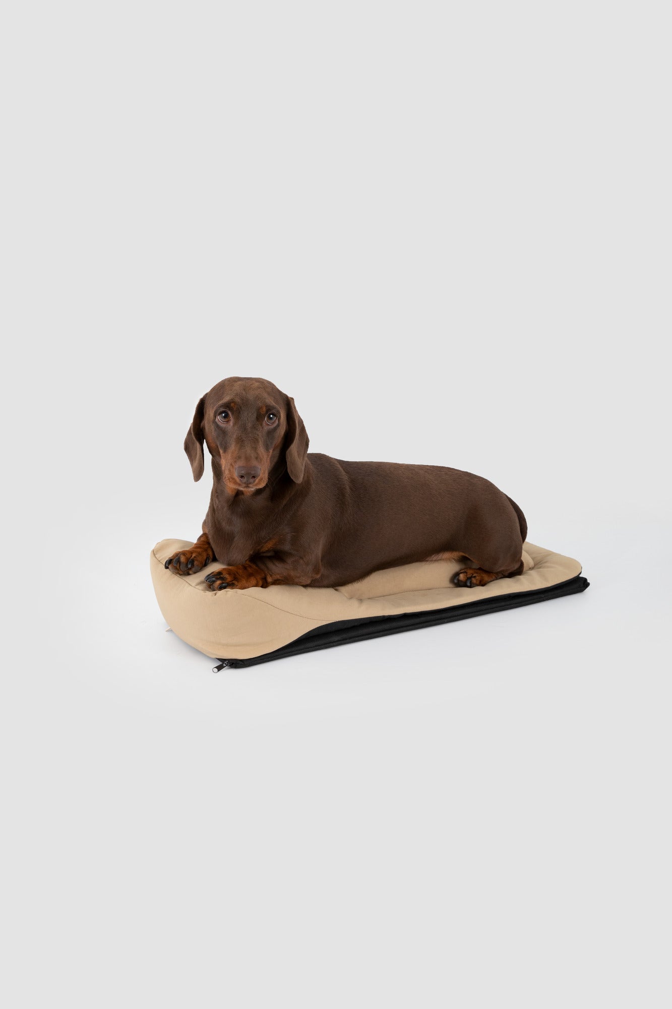 Dachshund lying on the carrier's removable shaped inner cushion outside the bag.