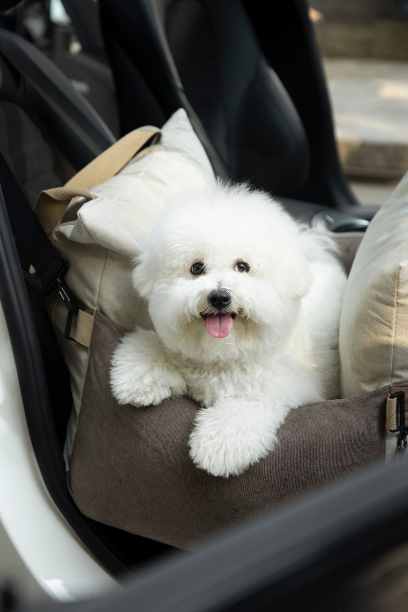 Small white dog sitting in the padded pet bed on a vehicle seat in a lifestyle photograph.