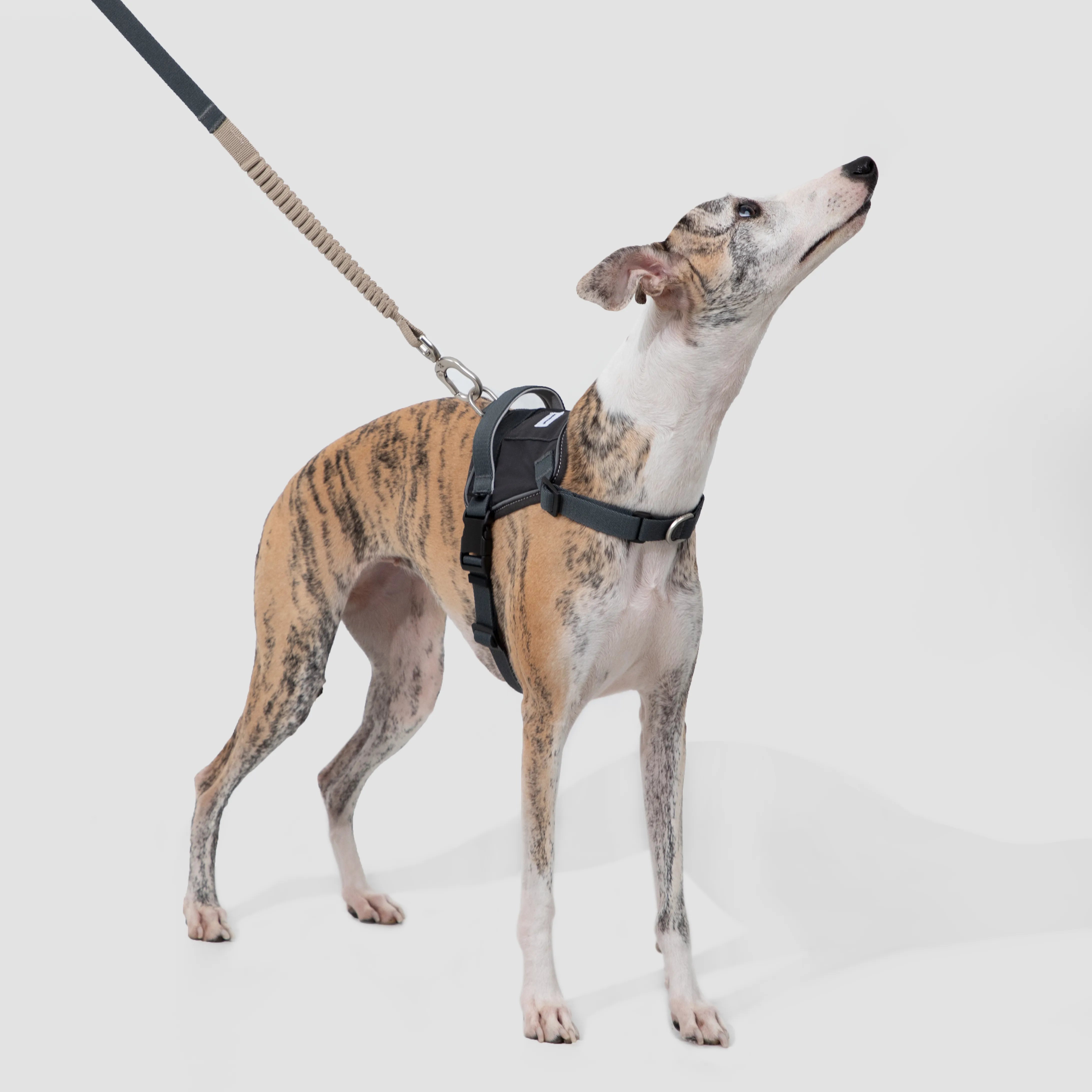 No-Pull Dog Harness & Shock-Absorbing Leash Set, gallery 3