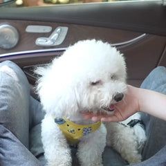 Cozy Car Pet Carrier Seat, gallery 4