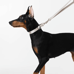 Collar & Leash Lightweight Alloy Set